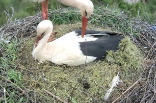 Obraz podglądu z kamery internetowej Storks Libštát